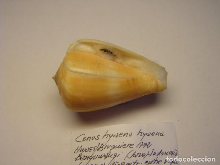 Coleccionismo de moluscos: Caracol snail shell , conus hyaena hyaena. Java. - Foto 3