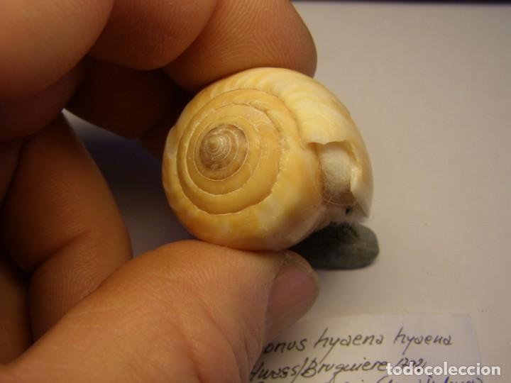 Coleccionismo de moluscos: Caracol snail shell , conus hyaena hyaena. Java. - Foto 4