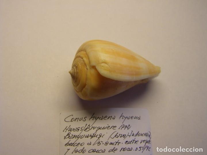 Coleccionismo de moluscos: Caracol snail shell , conus hyaena hyaena. Java. - Foto 5