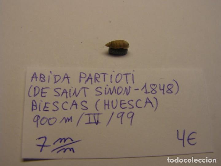 Coleccionismo de moluscos: Caraco snail shell , abida partioti. Huesca. - Foto 1