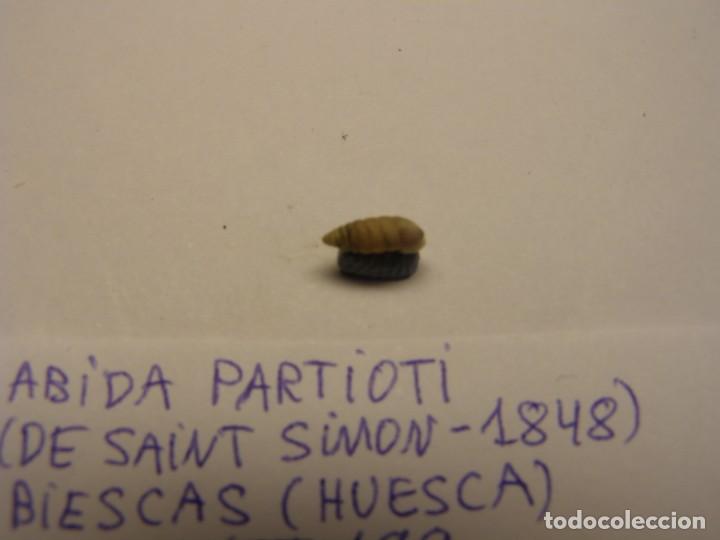 Coleccionismo de moluscos: Caraco snail shell , abida partioti. Huesca. - Foto 2