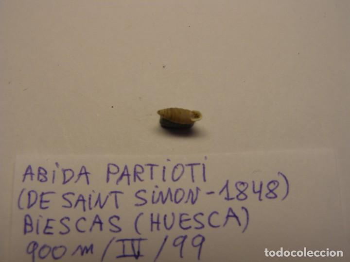 Coleccionismo de moluscos: Caraco snail shell , abida partioti. Huesca. - Foto 3