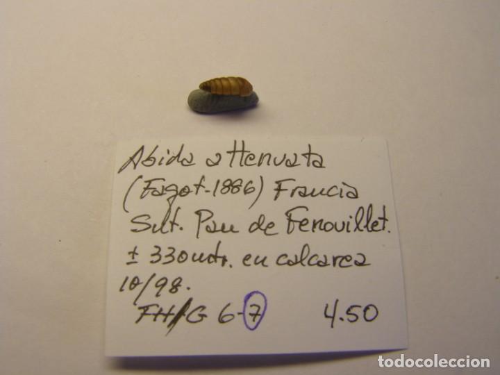 Coleccionismo de moluscos: Caracol snail shell , abida attenuata. Francia. - Foto 1