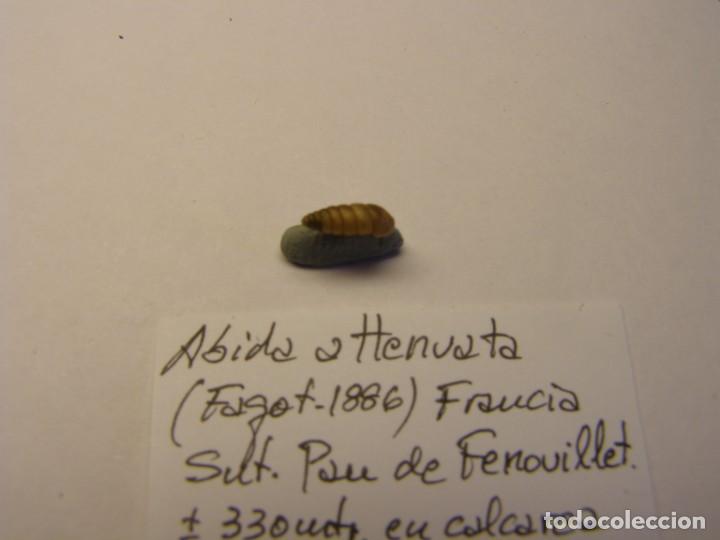 Coleccionismo de moluscos: Caracol snail shell , abida attenuata. Francia. - Foto 2