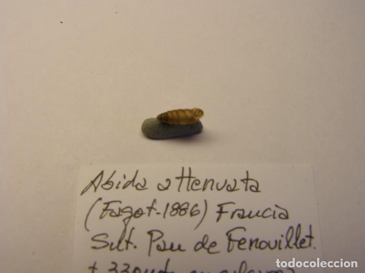 Coleccionismo de moluscos: Caracol snail shell , abida attenuata. Francia. - Foto 3