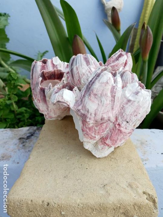 bloque-de-balanus-bellota-de-mar-cirripedos-de-comprar-malacolog-a