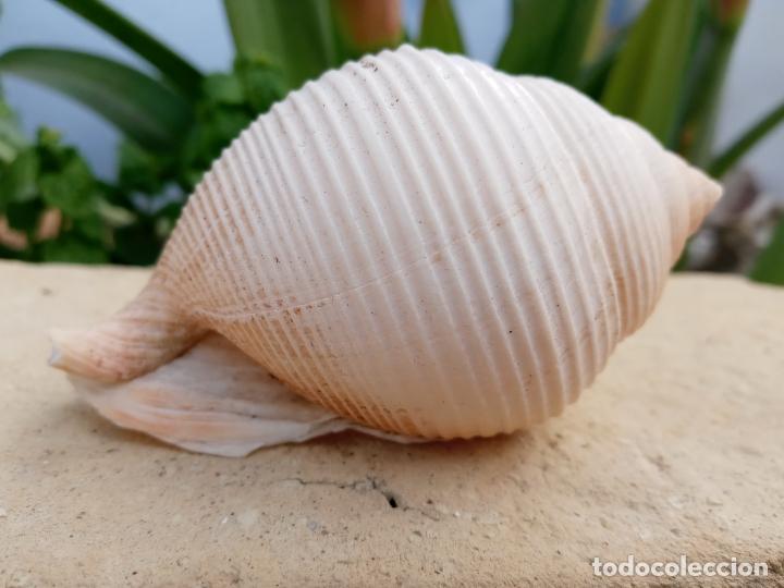 Coleccionismo de moluscos: Caracola marina - Foto 2