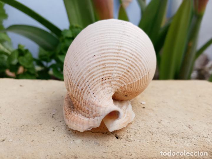 Coleccionismo de moluscos: Caracola marina - Foto 3