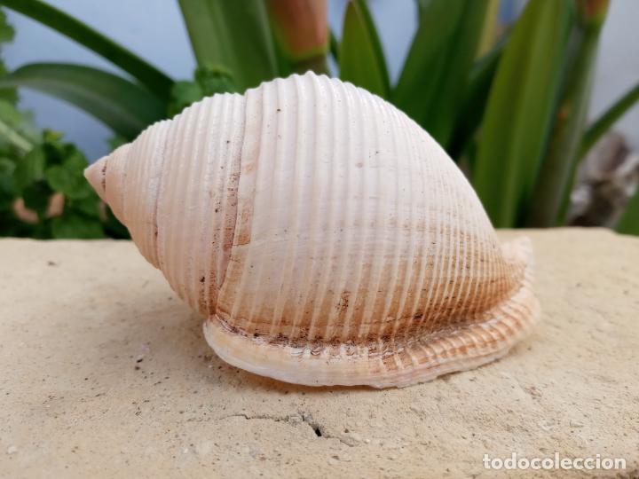Coleccionismo de moluscos: Caracola marina - Foto 4