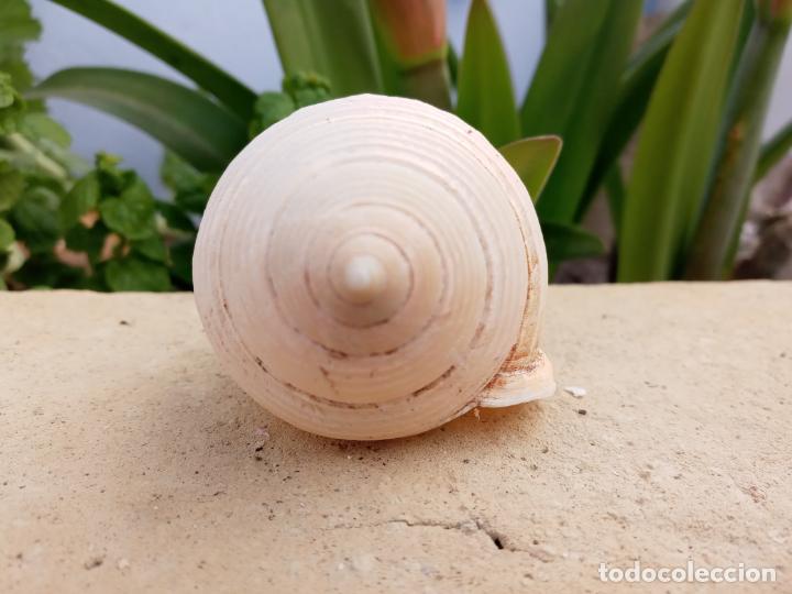 Coleccionismo de moluscos: Caracola marina - Foto 5