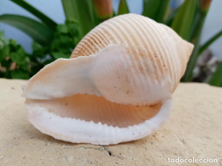 Coleccionismo de moluscos: Caracola marina - Foto 6