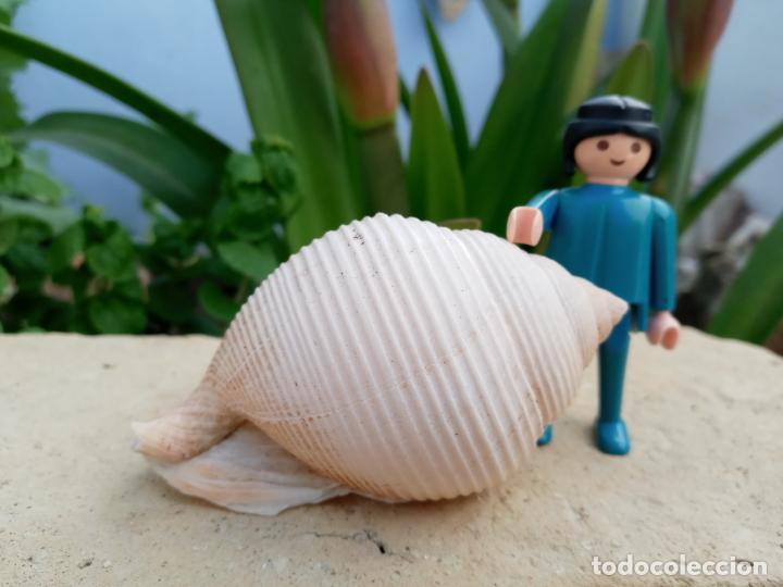 Coleccionismo de moluscos: Caracola marina - Foto 1