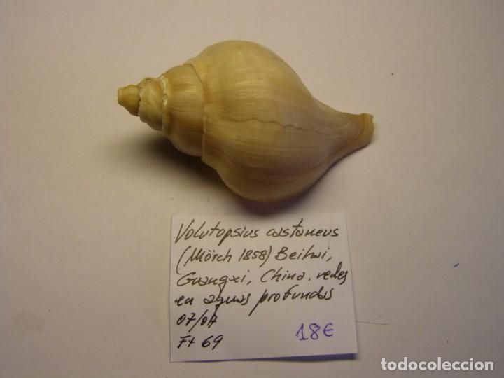 Coleccionismo de moluscos: Caracol snail shell volutopsius castaneus, China. - Foto 1