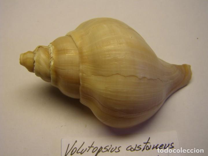 Coleccionismo de moluscos: Caracol snail shell volutopsius castaneus, China. - Foto 2
