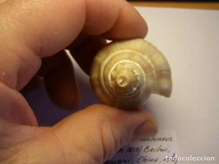 Coleccionismo de moluscos: Caracol snail shell volutopsius castaneus, China. - Foto 3