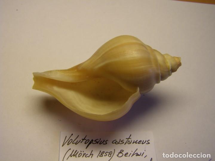 Coleccionismo de moluscos: Caracol snail shell volutopsius castaneus, China. - Foto 4