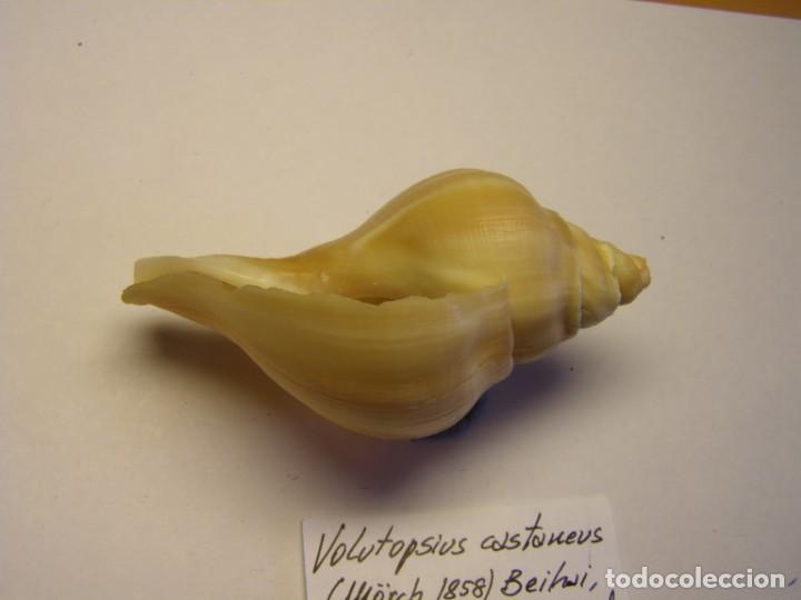 Coleccionismo de moluscos: Caracol snail shell volutopsius castaneus, China. - Foto 5