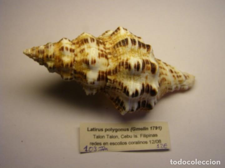 Coleccionismo de moluscos: Caracol snail shell latirus polygonus. Filipinas. - Foto 1