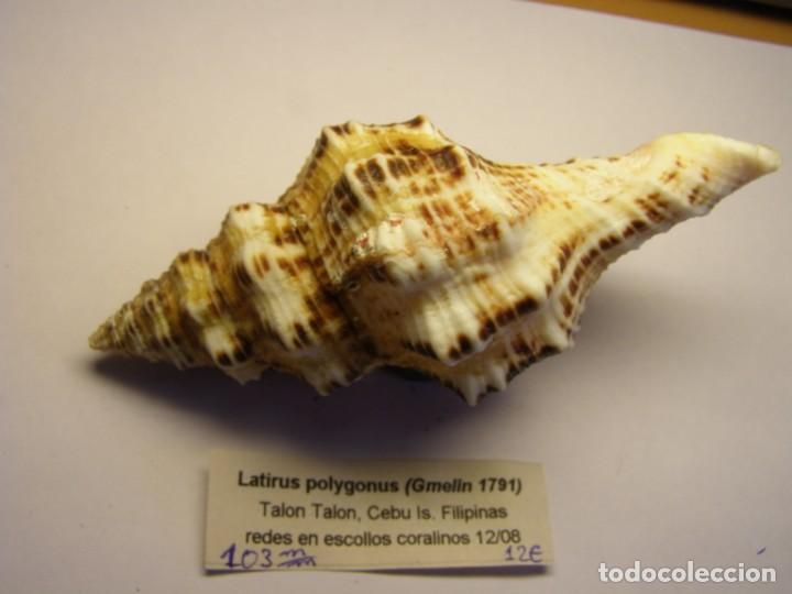 Coleccionismo de moluscos: Caracol snail shell latirus polygonus. Filipinas. - Foto 2