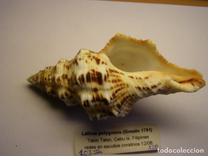 Coleccionismo de moluscos: Caracol snail shell latirus polygonus. Filipinas. - Foto 3