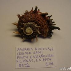 caracol snail shell angaria rugosa ¿?. filipina - Compra venta en ...
