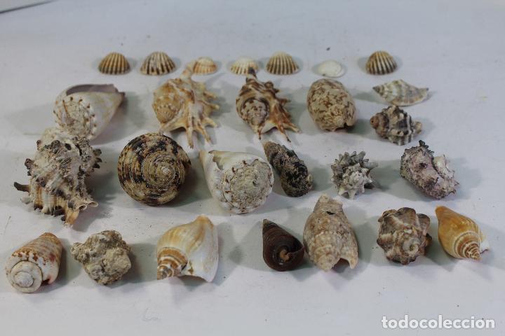 Coleccionismo de moluscos: Lote de caracolas de Mar - Foto 3