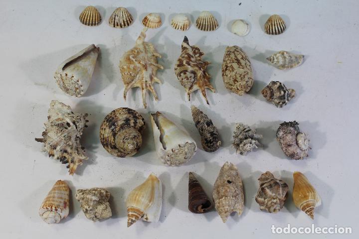Coleccionismo de moluscos: Lote de caracolas de Mar - Foto 4