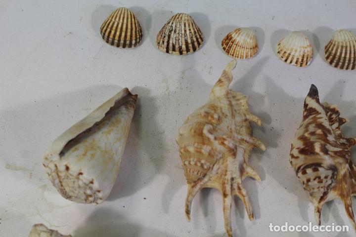 Coleccionismo de moluscos: Lote de caracolas de Mar - Foto 5