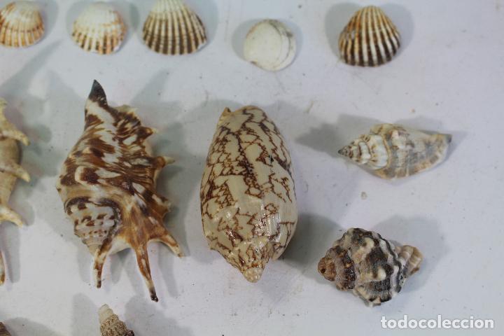 Coleccionismo de moluscos: Lote de caracolas de Mar - Foto 6