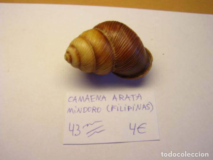 Coleccionismo de moluscos: Caracol snail shell camaena arata. - Foto 1