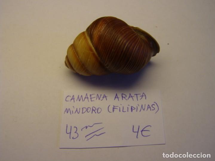 Coleccionismo de moluscos: Caracol snail shell camaena arata. - Foto 2