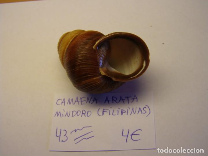 Coleccionismo de moluscos: Caracol snail shell camaena arata. - Foto 3