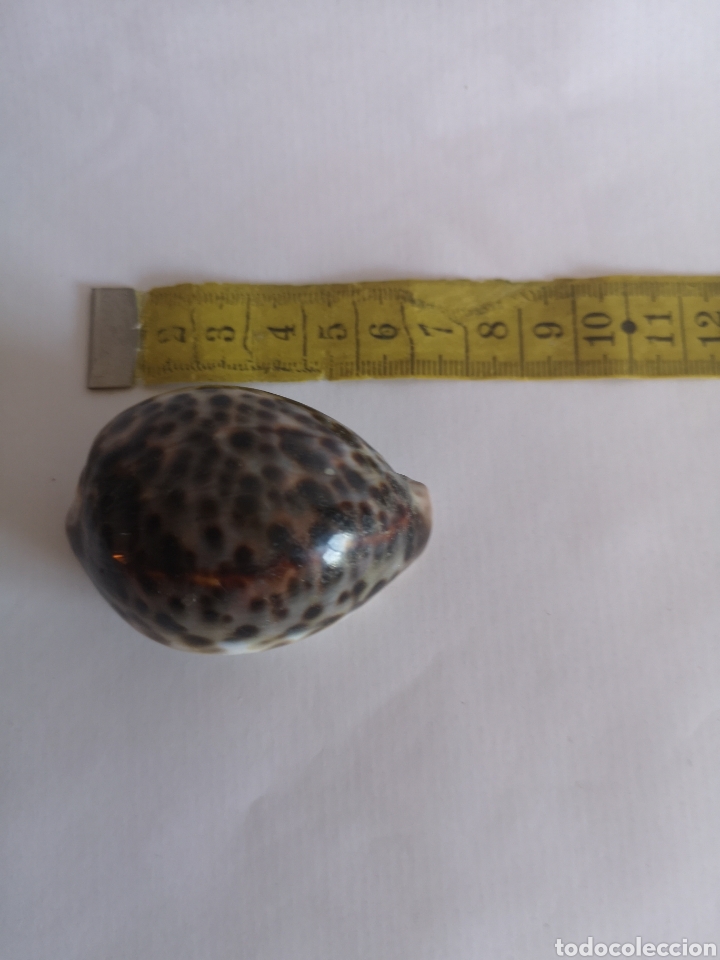 Coleccionismo de moluscos: Caracolas marinas. Cypraea Tigris y Mauritania - Foto 2 - 213830928