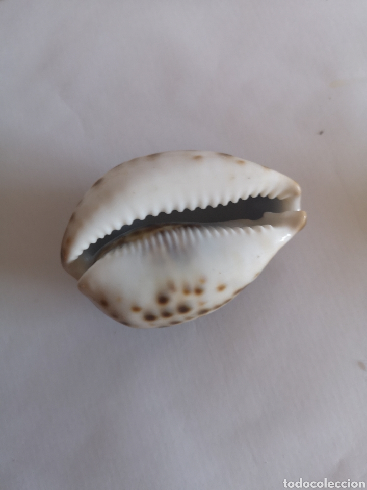 Coleccionismo de moluscos: Caracolas marinas. Cypraea Tigris y Mauritania - Foto 7 - 213830928