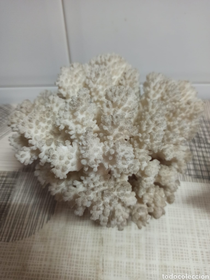 Coleccionismo de moluscos: Coral antiguo - Foto 2