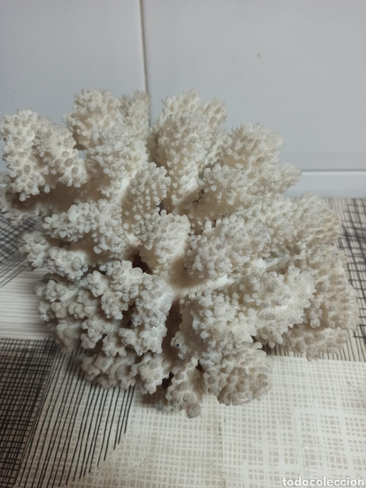 Coleccionismo de moluscos: Coral antiguo - Foto 1