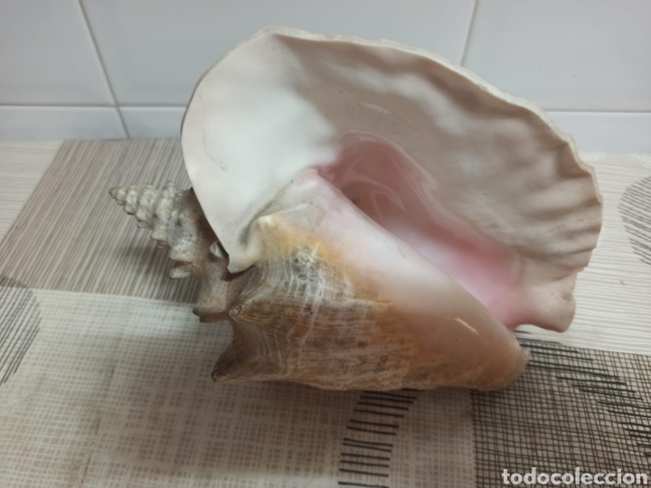 Coleccionismo de moluscos: Caracola marina - Foto 2