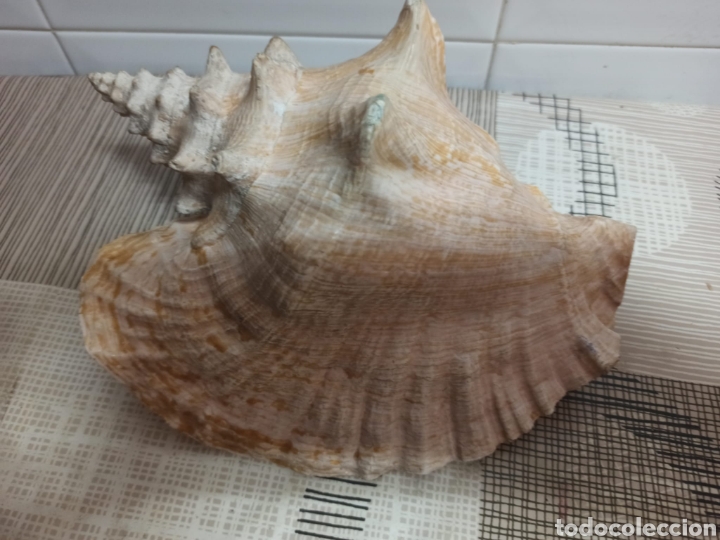 Coleccionismo de moluscos: Caracola marina - Foto 1