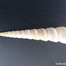 Collezionismo di molluschi: CONCHA TURRITELLA. 7.5 CMS. TONO BEIG CLARO