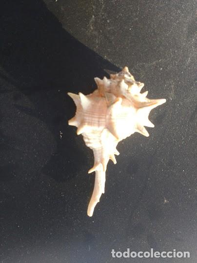 Coleccionismo de moluscos: CONCHA MUREX BRANDARIS. 9 * 4.5 CMS. - Foto 1