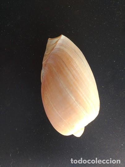 Coleccionismo de moluscos: CONCHA CYMBIUM OLLA. 6.8 * 4.0 CMS. - Foto 1