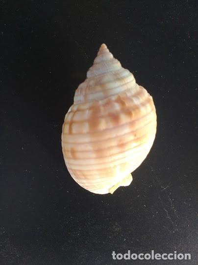 Coleccionismo de moluscos: CONCHA SEMICASSIS UNDULATA. 6.50 * 4.00 CMS. - Foto 1