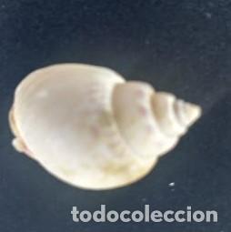 Coleccionismo de moluscos: CONCHA SPAERONASSA MUTABILIS. 2.50 * 1.80 CMS. - Foto 1