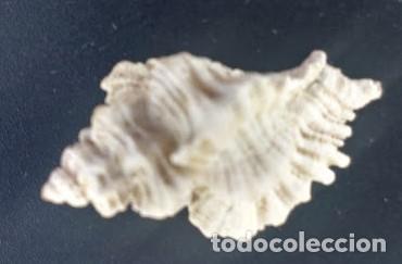 Coleccionismo de moluscos: CONCHA OCENEBRA ERINACEUS. 3.5 * 2.00 CMS. - Foto 1