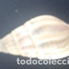 Coleccionismo de moluscos: CONCHA TRITIA RETICULATA RETICULATA. 2.5 * 1.00 CMS.. Lote 217235498