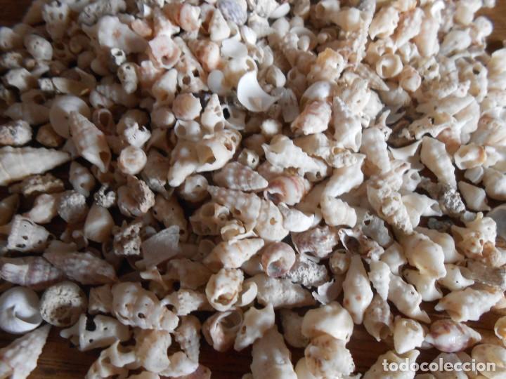 Coleccionismo de moluscos: PEQUE&Ntilde;AS CONCHAS - Foto 1