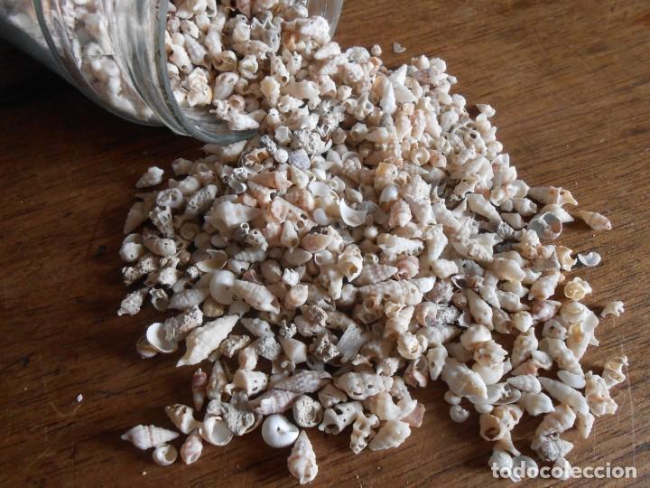 Coleccionismo de moluscos: PEQUE&Ntilde;AS CONCHAS - Foto 2