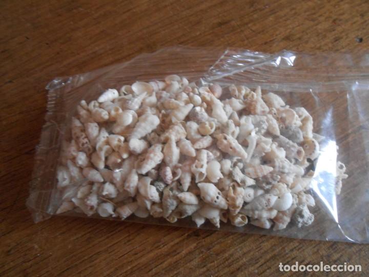 Coleccionismo de moluscos: PEQUE&Ntilde;AS CONCHAS - Foto 3