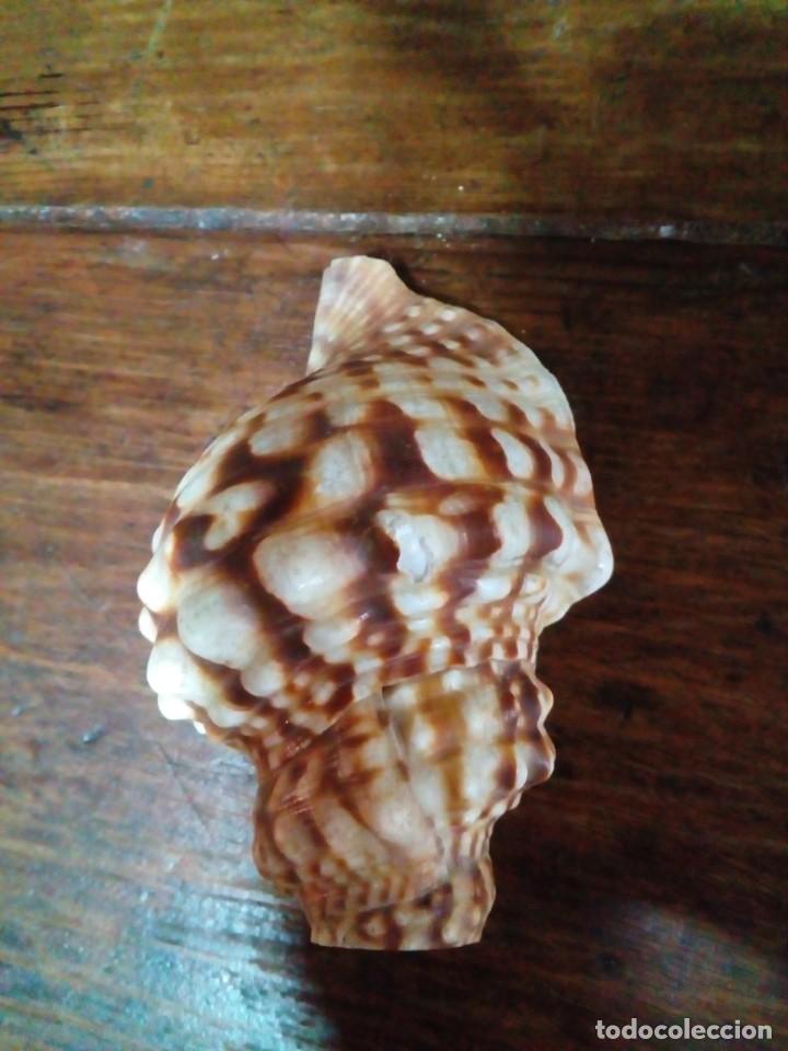 Coleccionismo de moluscos: Ranella olearia - Foto 4