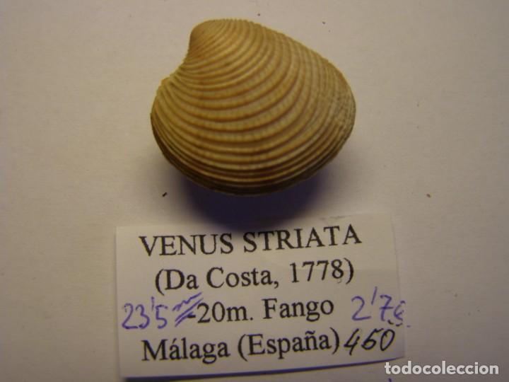 Coleccionismo de moluscos: Bivalvo shell venus striata. M&aacute;laga. - Foto 1